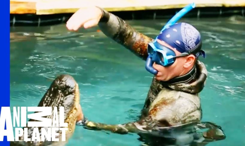 An Unwelcome, 10 Foot Long Pool Guest | Gator Boys