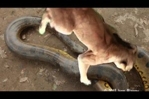 Anaconda snake vs Jaguar. Python vs lion Animal Attacks Wildlife video