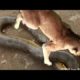 Anaconda snake vs Jaguar. Python vs lion Animal Attacks Wildlife video