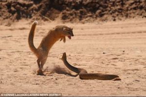 Anaconda vs Jaguar   Animal Fight TV 2015