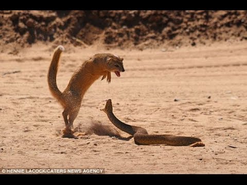 Anaconda vs Jaguar   Animal Fight TV 2015