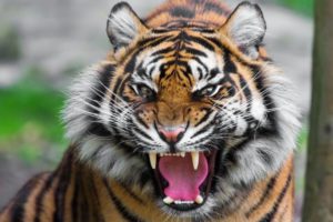 Animal Attacks - CRAZIEST Animal Fights - lion, tiger, deer, Crocodile