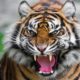Animal Attacks - CRAZIEST Animal Fights - lion, tiger, deer, Crocodile