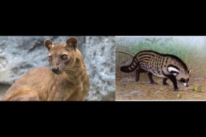 Animal Fight Club Season 2 Episode 16: Fossa Vs African Civet