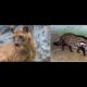 Animal Fight Club Season 2 Episode 16: Fossa Vs African Civet