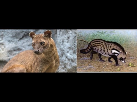 Animal Fight Club Season 2 Episode 16: Fossa Vs African Civet