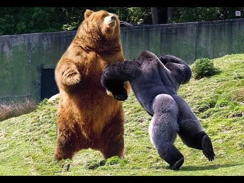 Animal Fight | Gorilla | Tiger | Lion | Chimpanzee