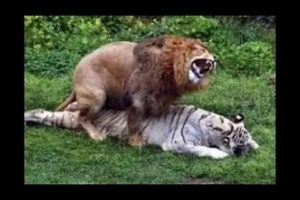 Animal Fight to Death   Lion vs Tiger Real Fight in Jungle I HOT Battle | animalses