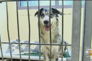 Animal Friends Shelter Dogs Rescued From Ross Township Home