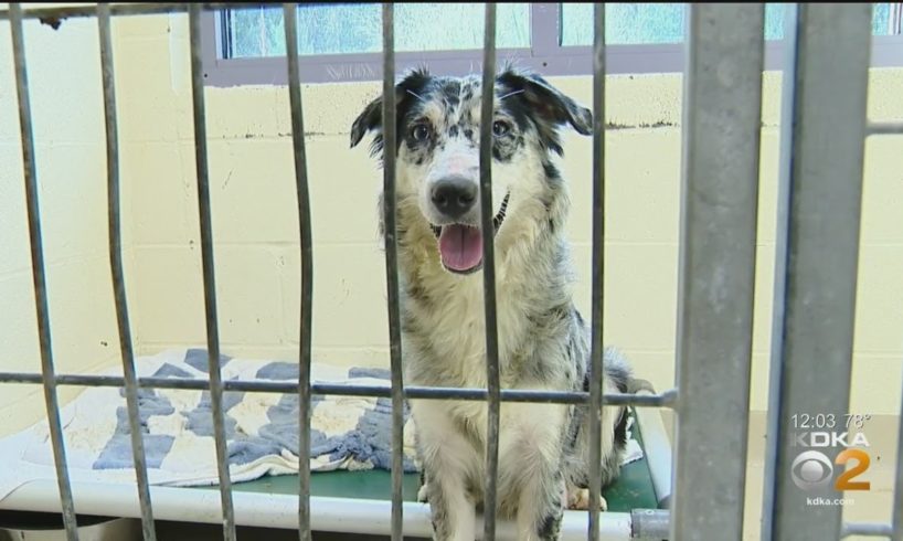 Animal Friends Shelter Dogs Rescued From Ross Township Home