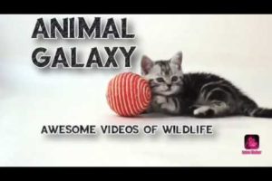 Animal Galaxy Trailar