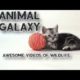 Animal Galaxy Trailar