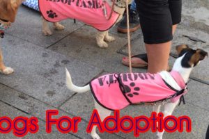 Animal Rescue | Dog Lover | Dog Adoption