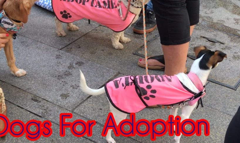 Animal Rescue | Dog Lover | Dog Adoption