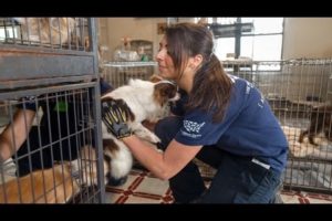 Animal Rescue Team: Meet Ashley Mauceri