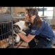 Animal Rescue Team: Meet Ashley Mauceri