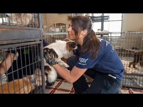 Animal Rescue Team: Meet Ashley Mauceri