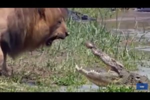 Animal fighting ||lion and crocodile||leopard and deer||