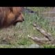 Animal fighting ||lion and crocodile||leopard and deer||