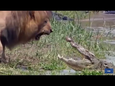 Animal fighting ||lion and crocodile||leopard and deer||