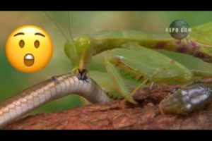 Animal fights Unbelievable ! Grasshopper attacks snake ! Courtesy: KEPO.COM