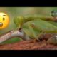 Animal fights Unbelievable ! Grasshopper attacks snake ! Courtesy: KEPO.COM