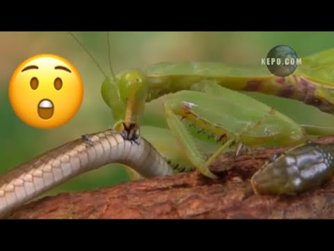 Animal fights Unbelievable ! Grasshopper attacks snake ! Courtesy: KEPO.COM