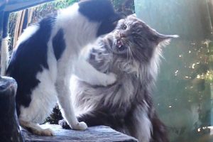 Animals Attack, MAINE COON CAT black silver and LITTLE CAT !!!