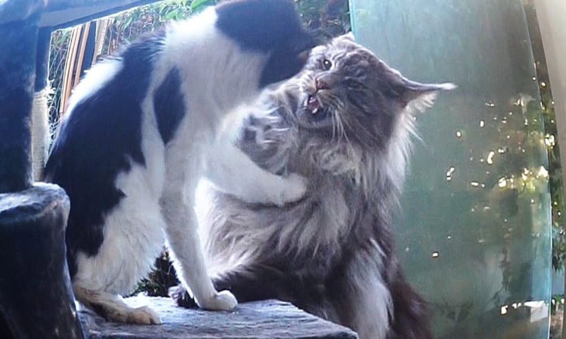 Animals Attack, MAINE COON CAT black silver and LITTLE CAT !!!