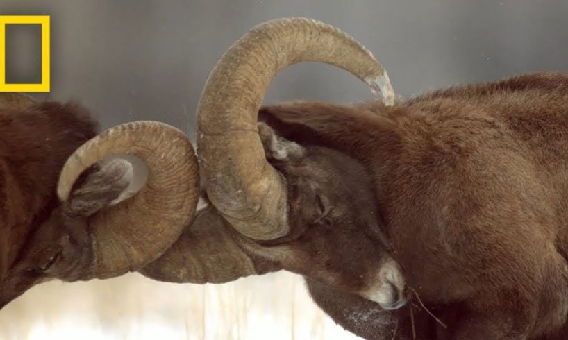 Animals Fight in Yellowstone - ASMR | Yellowstone Live