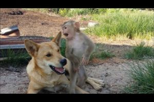 Animals Friendships - The Monkey's Intelligence When Playing With Dogs