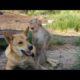 Animals Friendships - The Monkey's Intelligence When Playing With Dogs