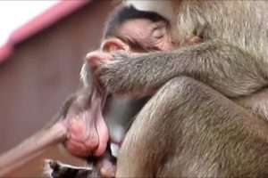 Animals Monkey, What you doing? sika sitting with mommy