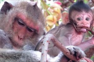 Animals Monkeys baby small playing so happy | happy holidays monkey all so lovely
