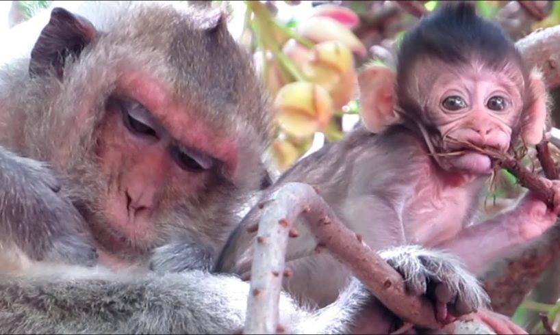Animals Monkeys baby small playing so happy | happy holidays monkey all so lovely