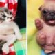 Animals SOO Cute! Cute baby animals Videos Compilation cutest moment of the animals #20