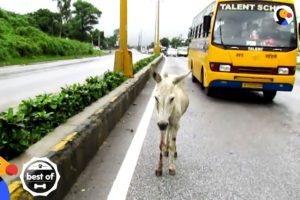 Animals Trapped In Traffic Get Saved By Brave People | The Dodo