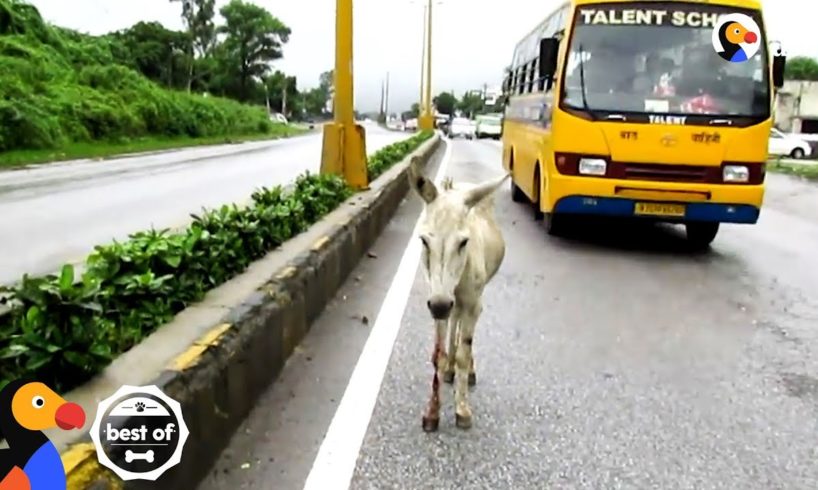 Animals Trapped In Traffic Get Saved By Brave People | The Dodo