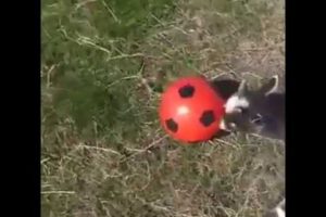 Animals play football