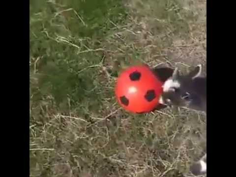 Animals play football