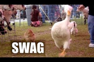 Animals with SWAG