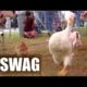 Animals with SWAG