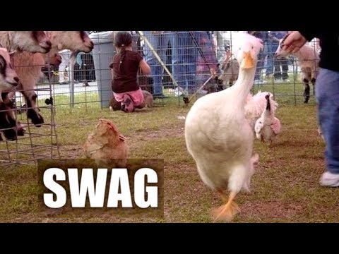 Animals with SWAG