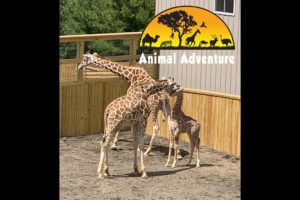 April the Giraffe & Sons - Giraffe Yard Cam - Animal Adventure Park