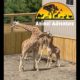 April the Giraffe & Sons - Giraffe Yard Cam - Animal Adventure Park