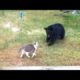 Are you ready for ULTRA FUNNY WILD ANIMALS? - Try not to DIE FROM LAUGHING!