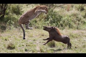 Attacks and animal fights! Attacks of lions, leopards, cheetahs and hyenas in the wild