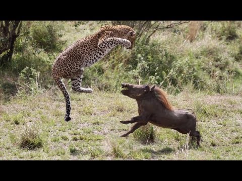 Attacks and animal fights! Attacks of lions, leopards, cheetahs and hyenas in the wild