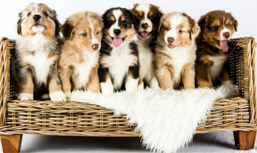 Australian Shepherd puppies growing | Time lapse