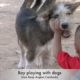 Awesome boy playing with dogs - Boy playing with three dogs - Awesome animals